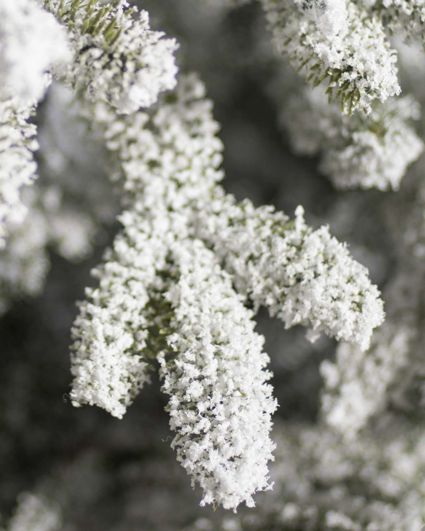 Balsam Hill Frosted Fraser Fir Christmas Tree Elegant Snow-Kissed Branches