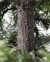 Yukon Spruce by Balsam Hill Closeup 30