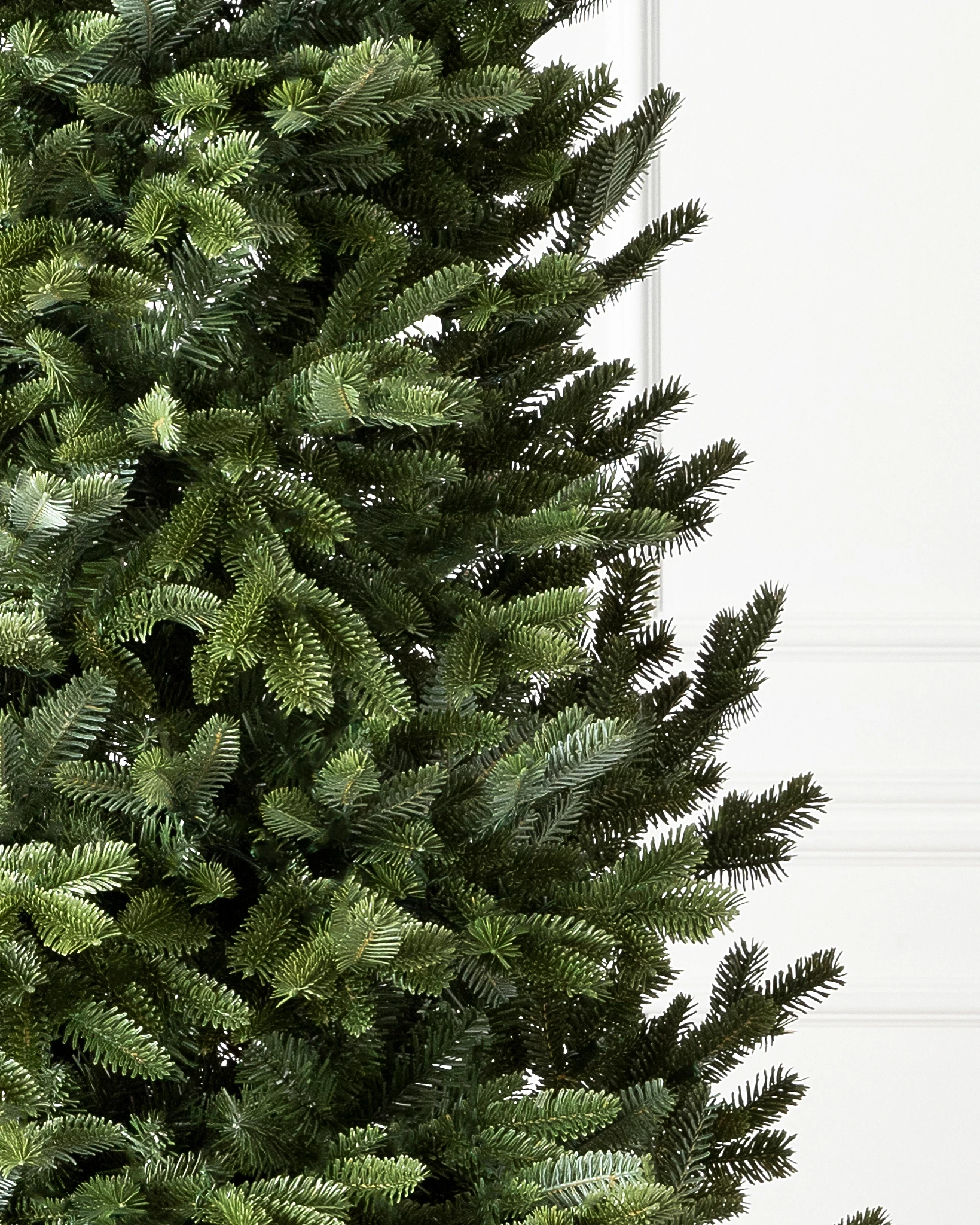 Sapin étroit Fraser