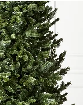 BH Fraser Fir Narrow BH Fraser Fir Narrow