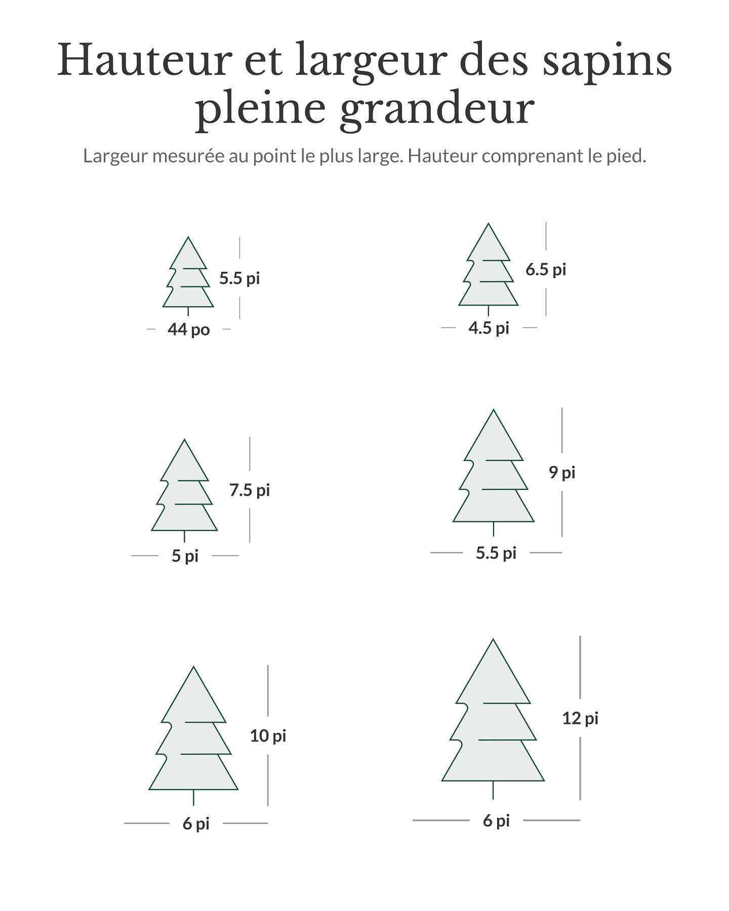 5.5' BH Fraser Fir