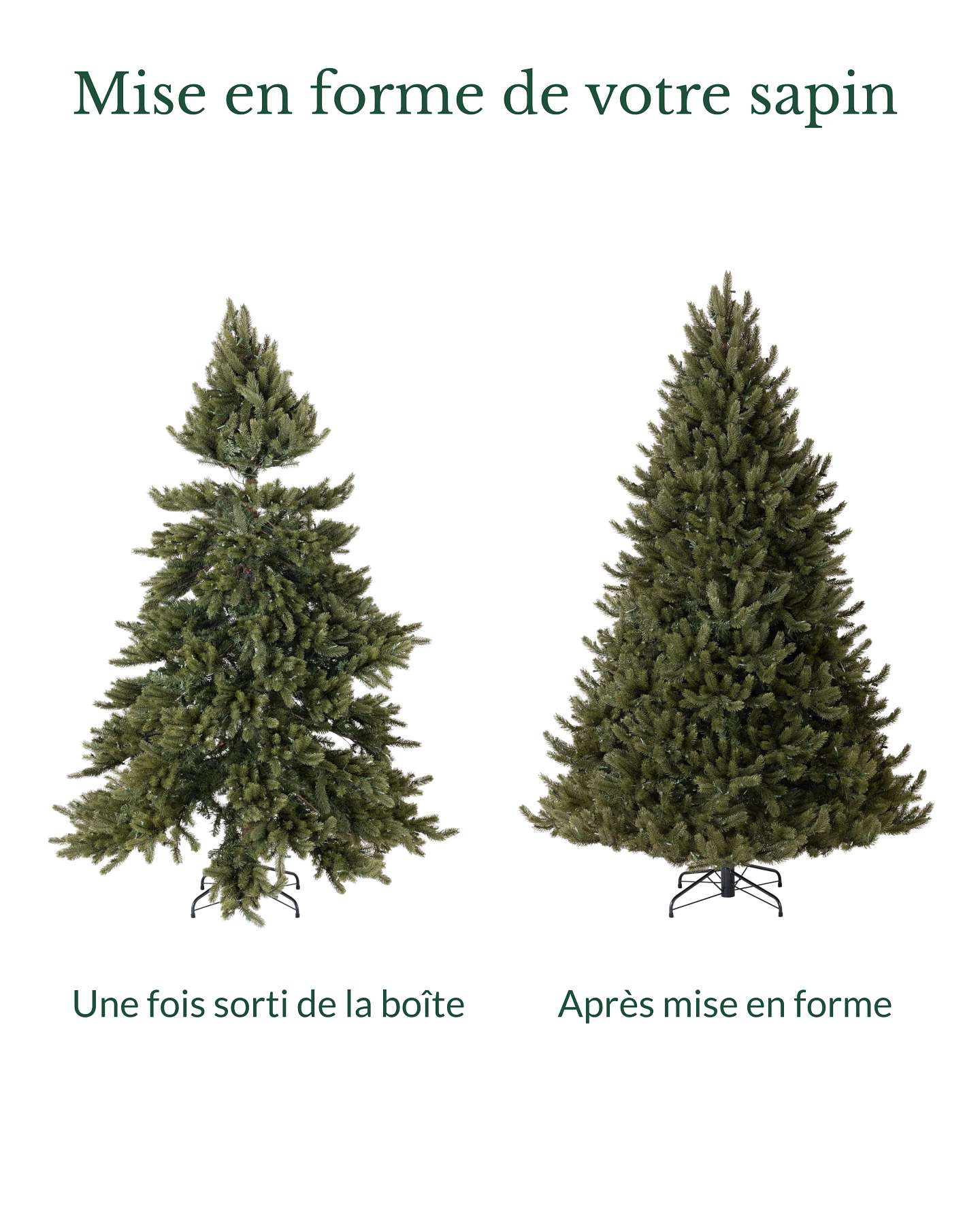 Épinette blanche du Vermont