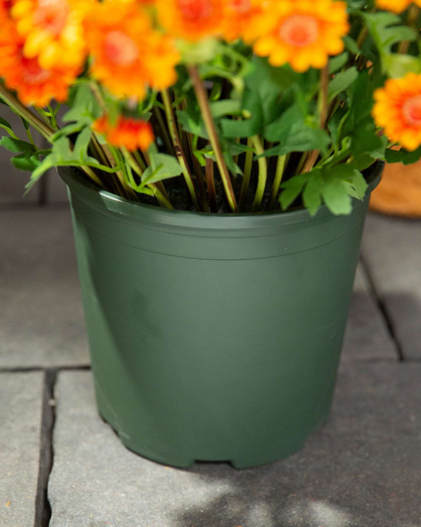 Balsam Hill 24-Inch Outdoor Orange Potted Artificial Fall Foliage Mums Unlit Planter Closeup