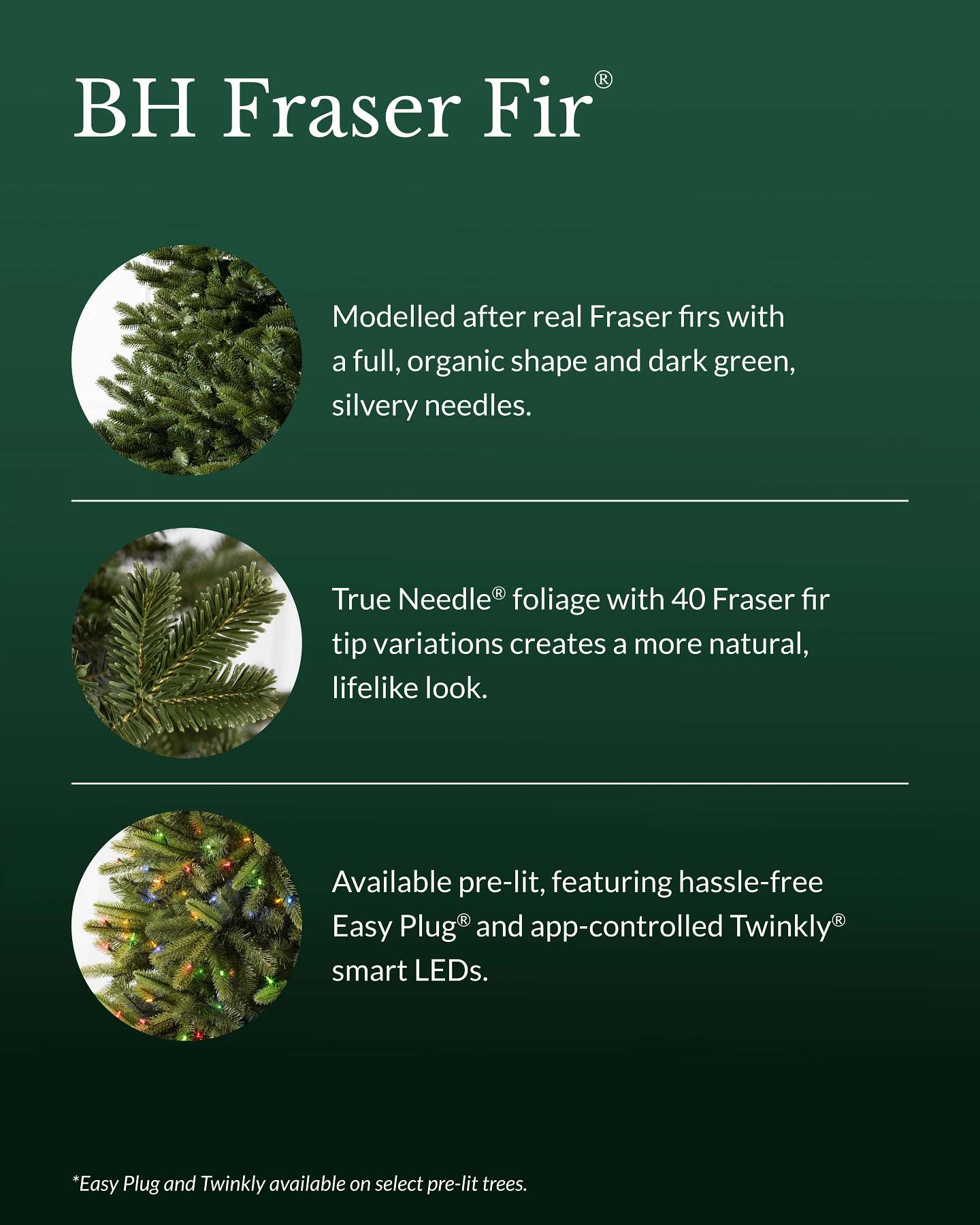 BH Fraser Fir