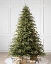 Brewer Spruce Tree by Balsam Hill SSC 30