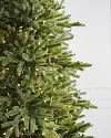 Branch Sample Kit by Balsam Hill Closeup Norway Spruce