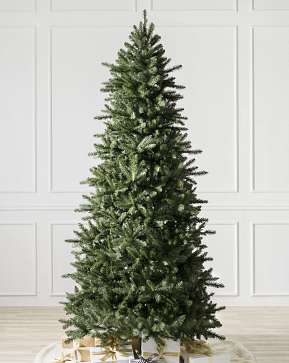 Berkshire Mountain Fir Berkshire Mountain Fir
