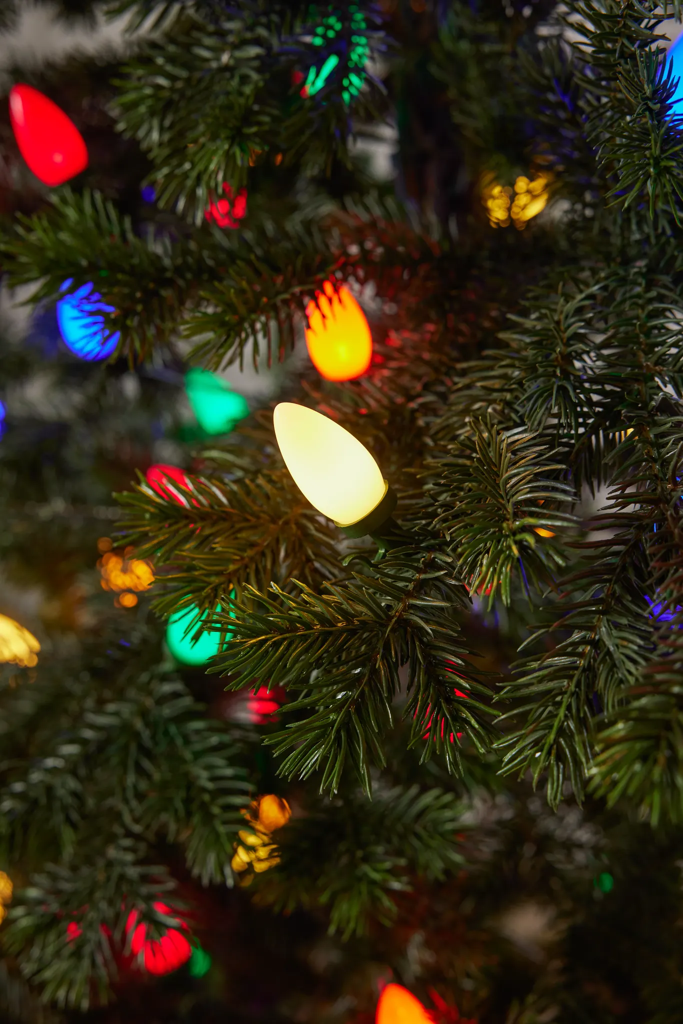 Colorful C7 Christmas lights glowing on a decorated tree branch