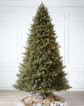 Vermont White Spruce Vermont White Spruce