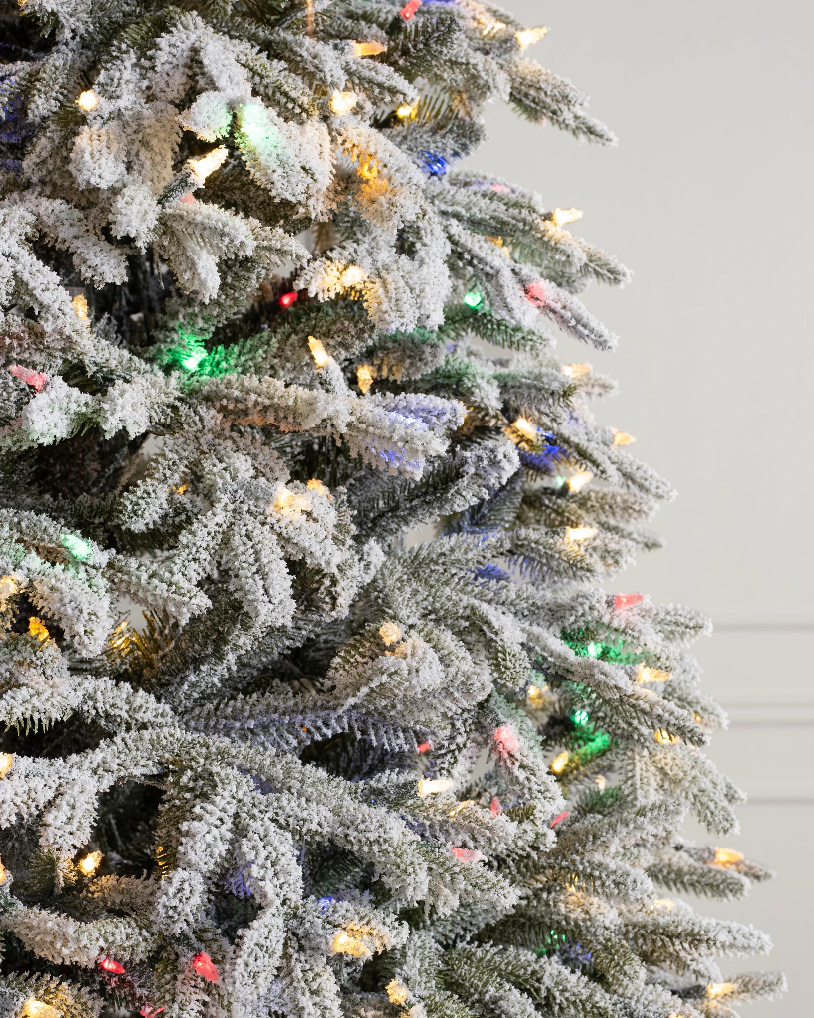 Frosted Fraser Fir