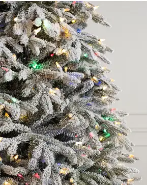 Frosted Fraser Fir Frosted Fraser Fir
