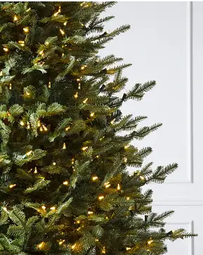 BH Balsam Fir BH Balsam Fir