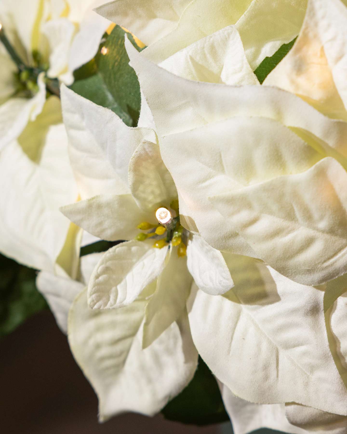 Balsam Hill Large Ivory Outdoor Lit Poinsettia Celebration Artificial Flower Arrangement Closeup Showcasing Elegant White Blooms