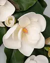 Spring Magnolia Wreath by Balsam Hill Closeup 10