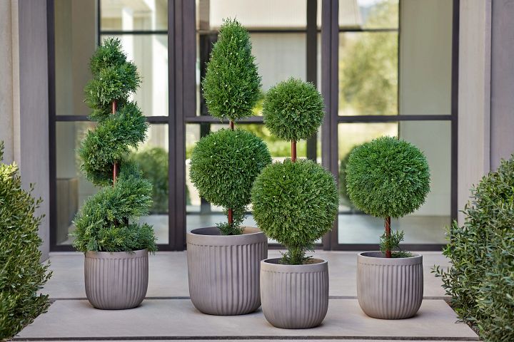 Group of artificial cypress topiaries in gray pots displayed outdoors