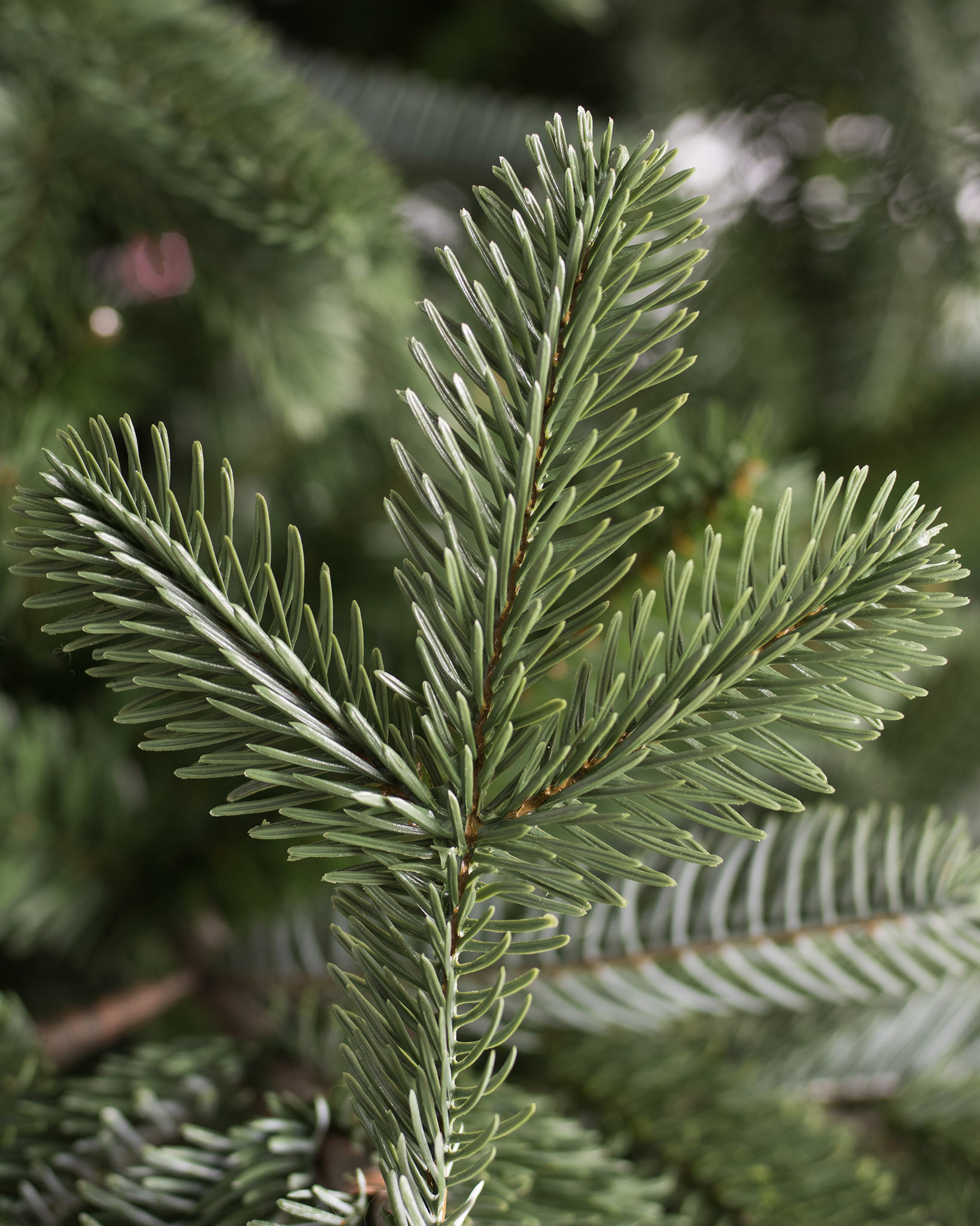 European Fir™ Artificial Christmas Tree Balsam Hill