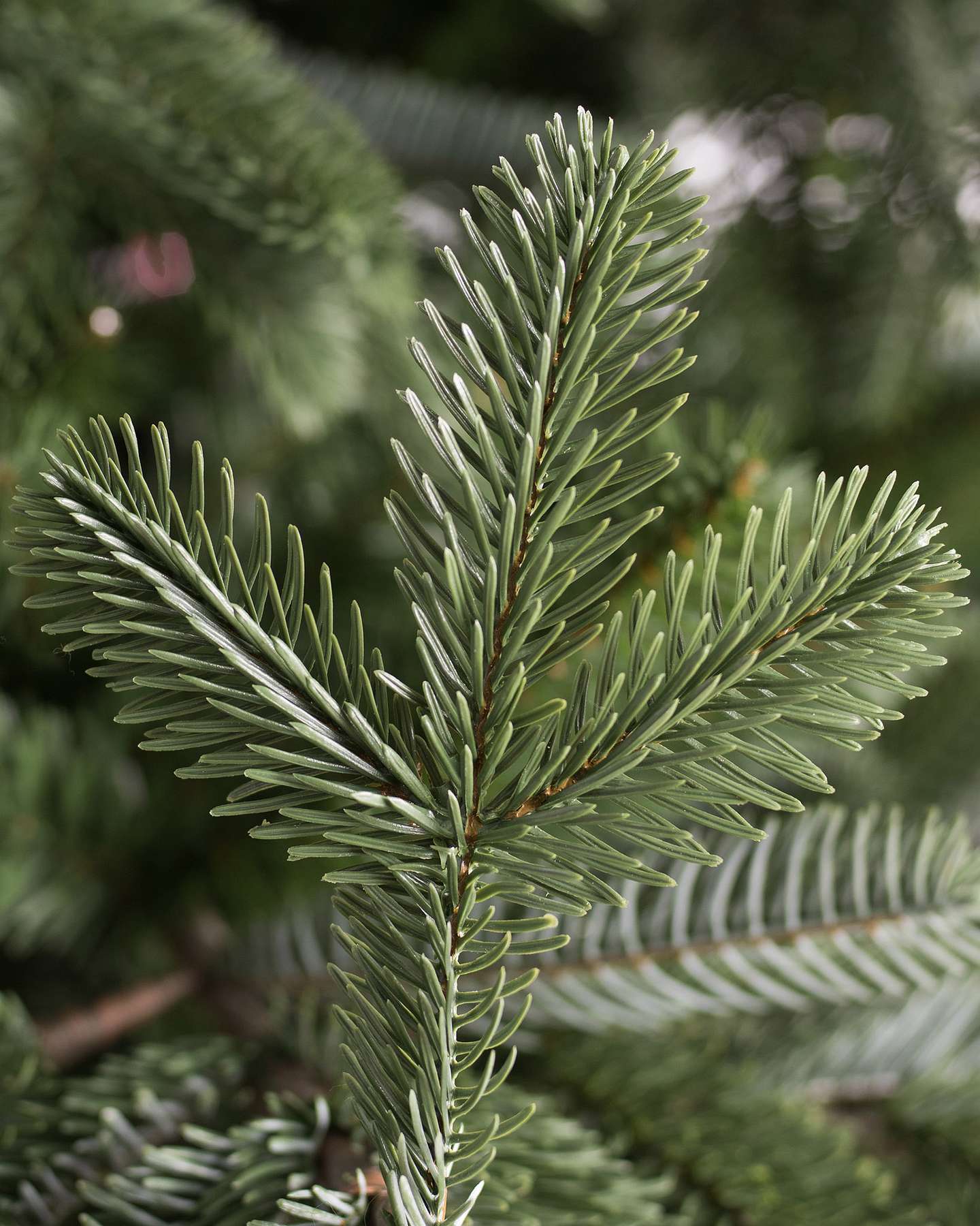 European Fir by Balsam Hill Detail