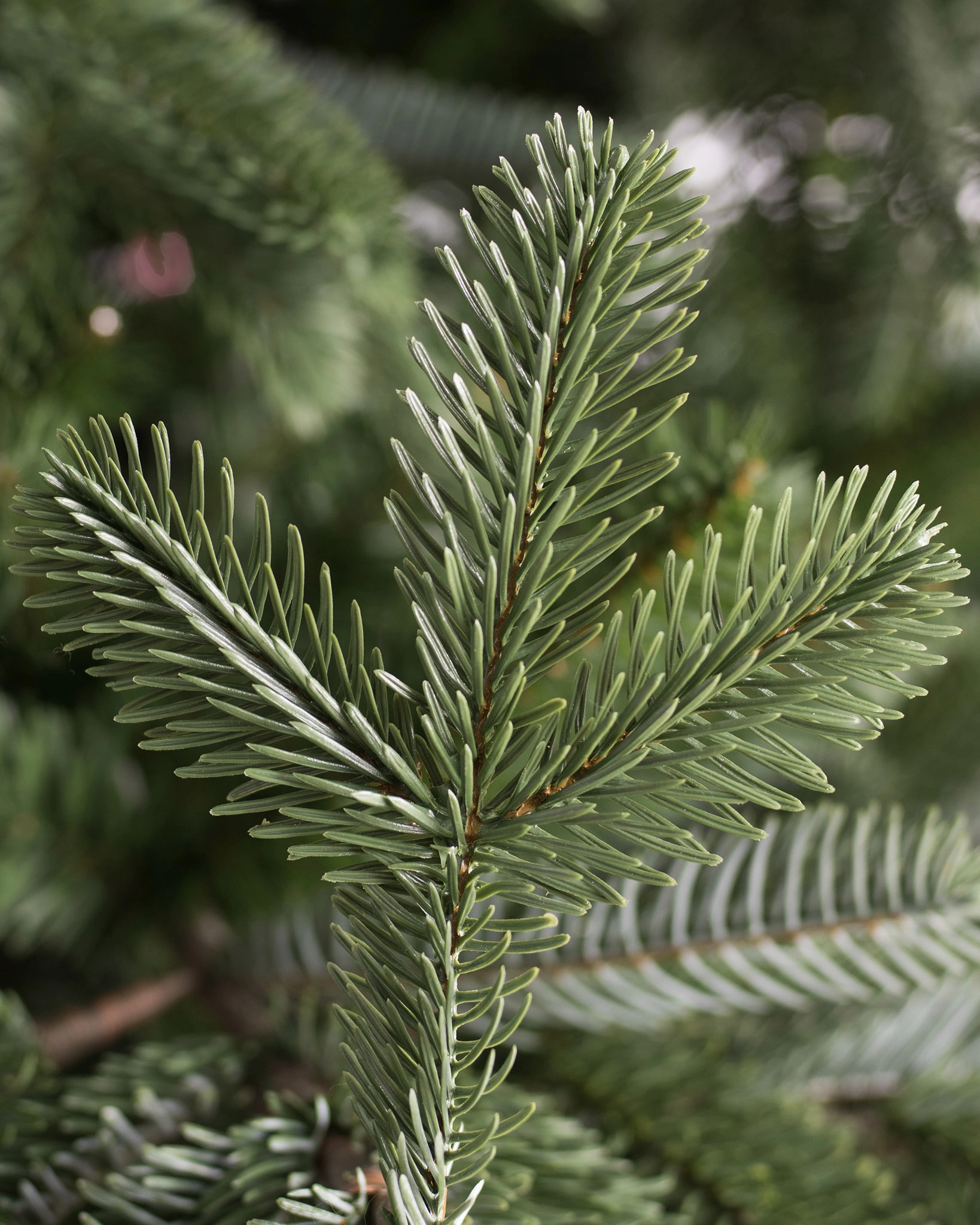 Fir Tree Riparian Fir Tree