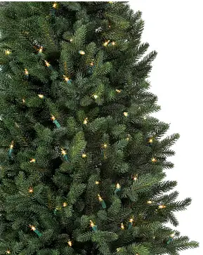 Colorado Mountain Spruce Potted Tree Colorado Mountain Spruce Potted Tree