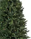 Colorado Mountain Spruce Potted by Balsam Hill Closeup 10