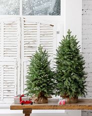 Two small Christmas trees on top of a table