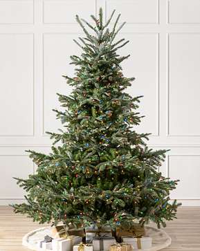 Sapin commun Sapin commun