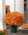 24in Outdoor Orange Potted Mums SSC by Balsam Hill