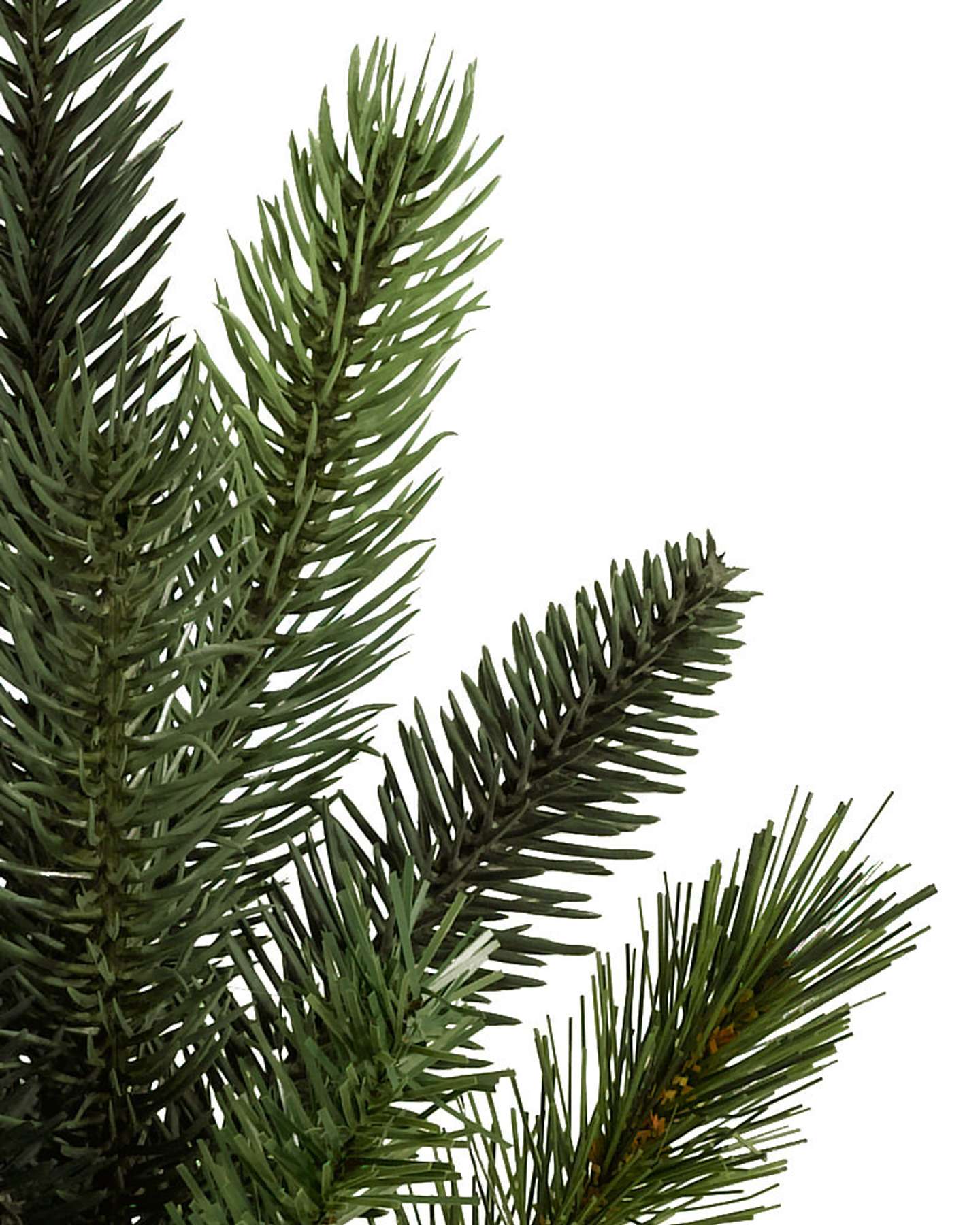 Balsam Hill California Baby Redwood Christmas Tree Detailed Close Up View