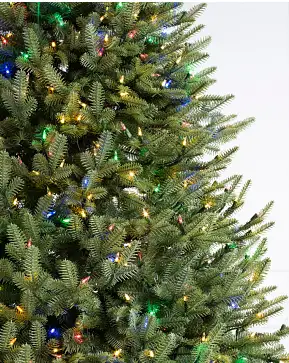 BH Balsam Fir Narrow BH Balsam Fir Narrow