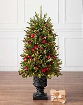 BH Norway Spruce Holiday Potted Tree BH Norway Spruce Holiday Potted Tree