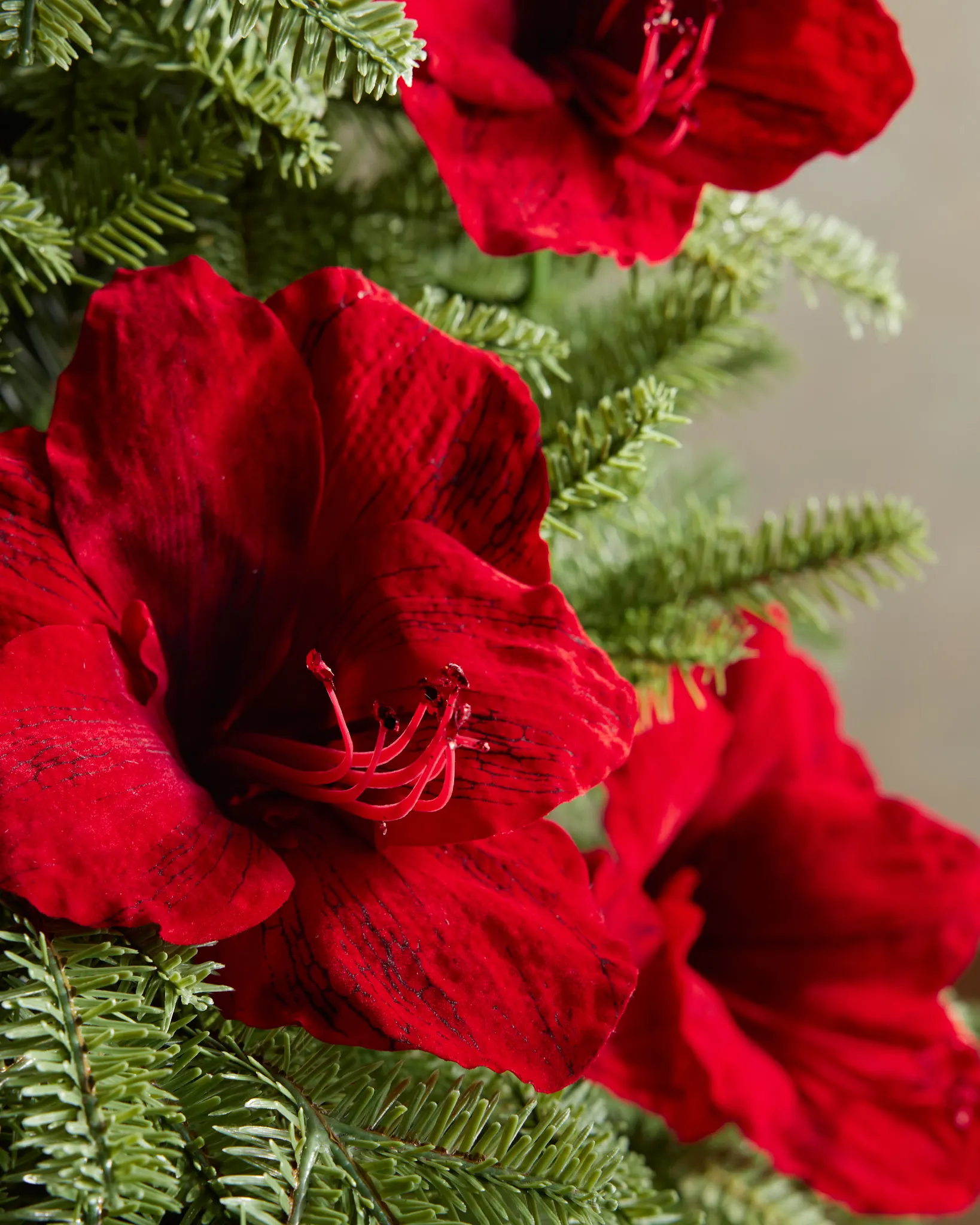Amaryllis Christmas Stem Set