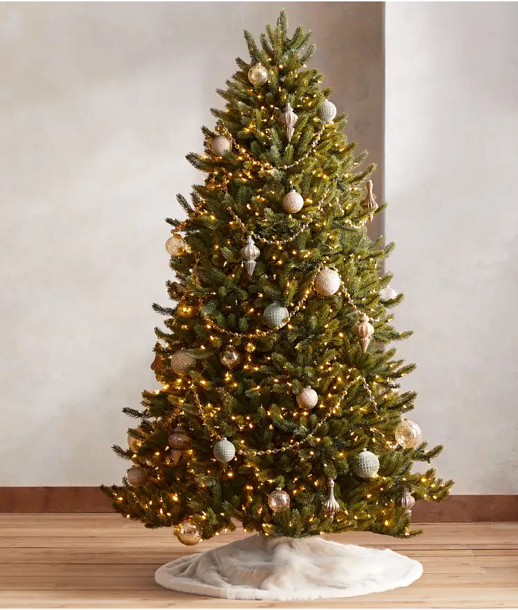  Vermont White Spruce