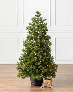 Baby Yukon Spruce® Potted Tree Baby Yukon Spruce® Potted Tree