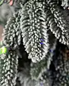 3ft Snow Flurry Potted Tree by Balsam Hill Detail