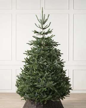 Nordmanntanne Flip Tree® Nordmanntanne Flip Tree®