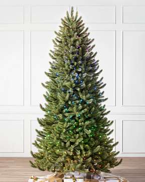 Vermont White Spruce Narrow Vermont White Spruce Narrow