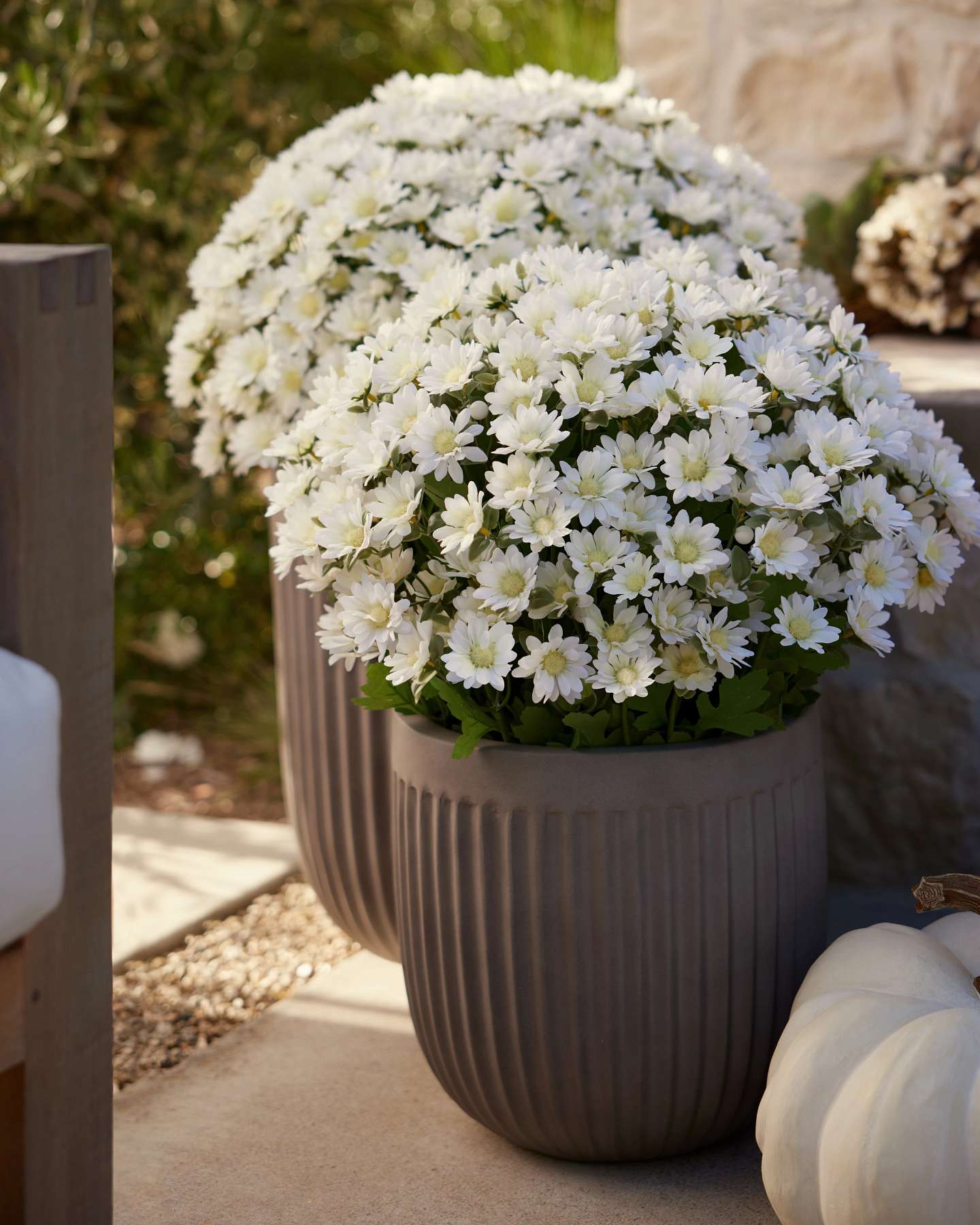 Balsam Hill Ivory Outdoor Sunset Mums Pot Filler Lifestyle Display