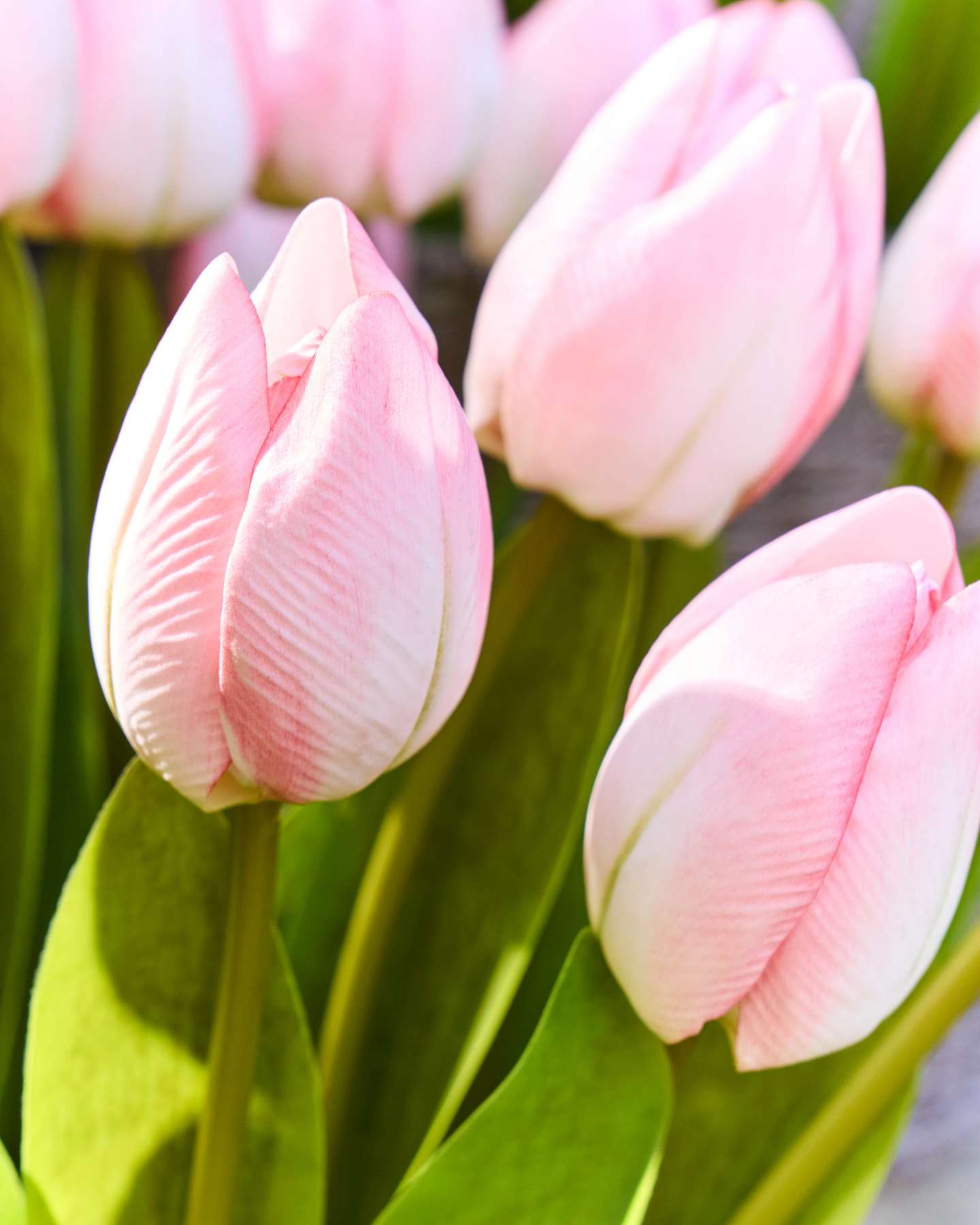 Balsam Hill Blush Outdoor Tulip Garden Pot Filler Flower Closeup