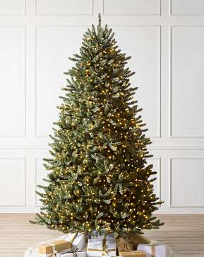 Canadian Blue Green Spruce Canadian Blue Green Spruce