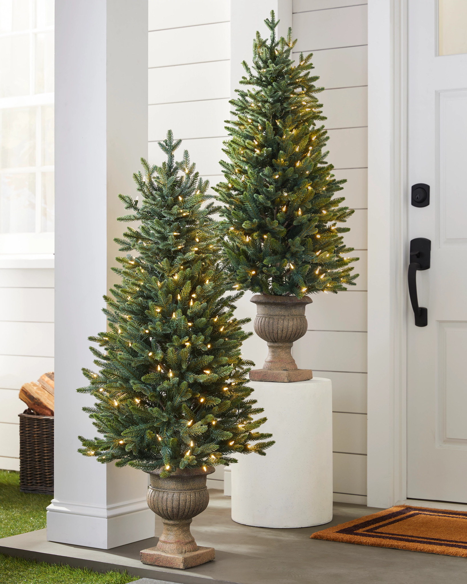 Colorado Mountain Spruce Potted Tree