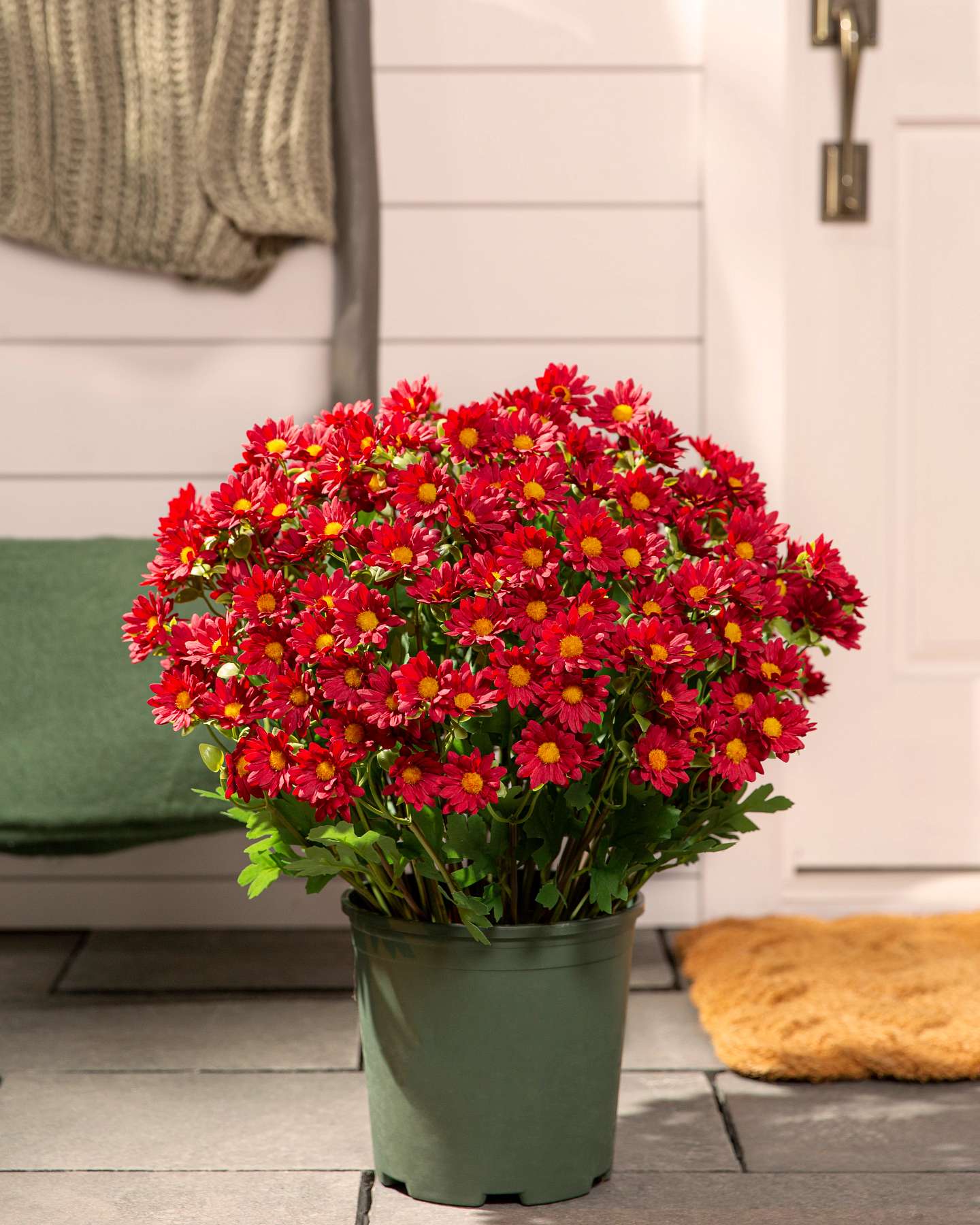 Balsam Hill 24-Inch Outdoor Red Potted Artificial Fall Foliage Mums Unlit Outdoor Display