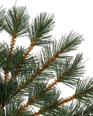 close-up of Christmas tree pine needles