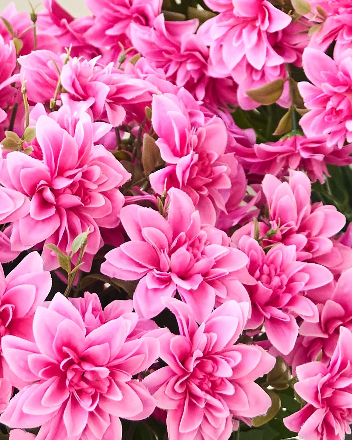 Balsam Hill Blush Outdoor Dahlia Delight Pot Fillers Set of 2 Flower Closeup