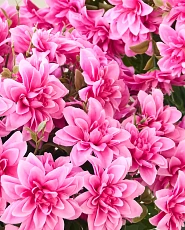Artificial pink dahlias