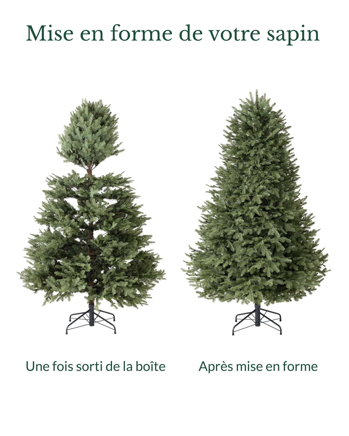 Sapin baumier