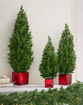Evergreen Tabletop Tree Set Evergreen Tabletop Tree Set