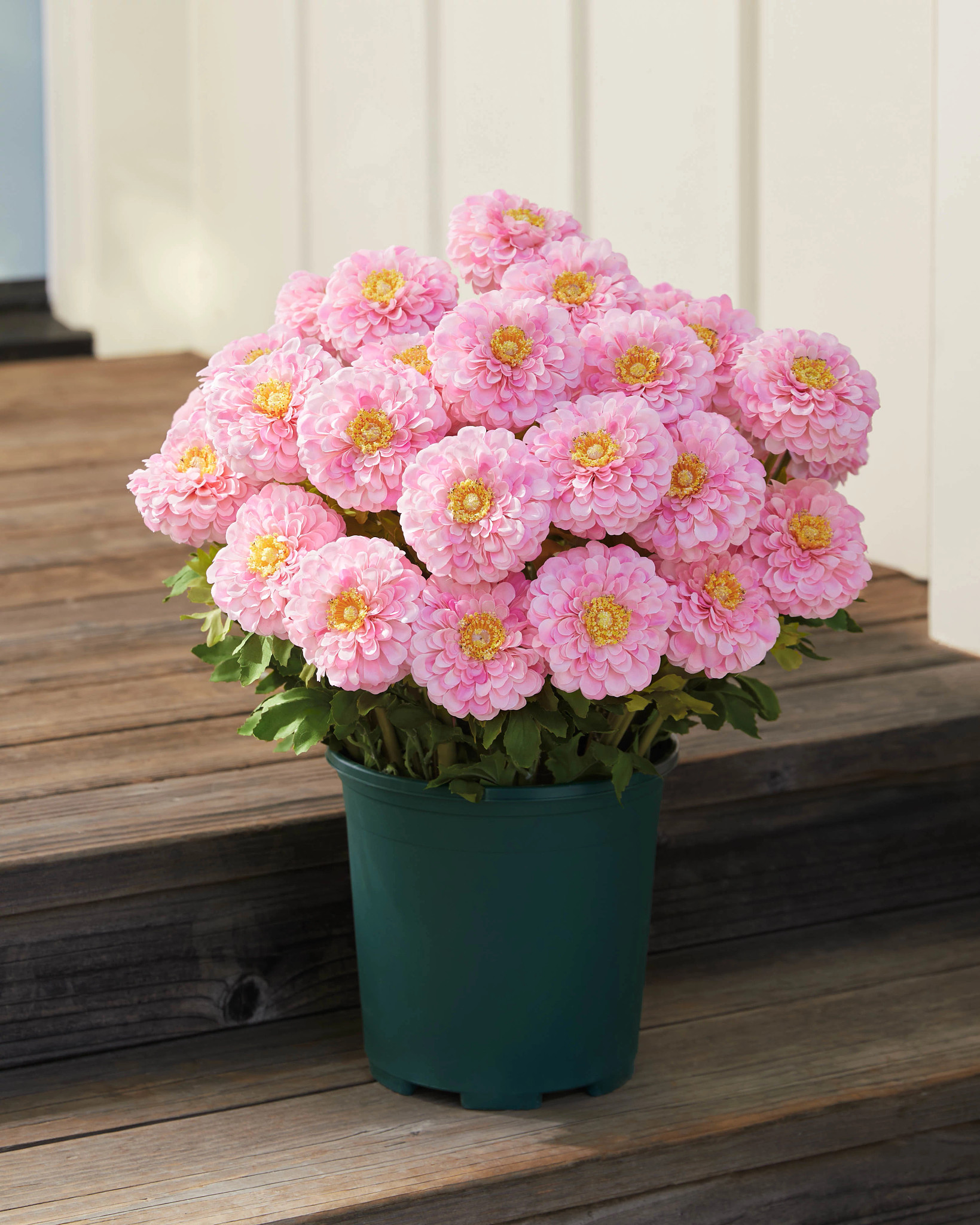 Outdoor Sweet Zinnia Pot Fillers | Balsam Hill