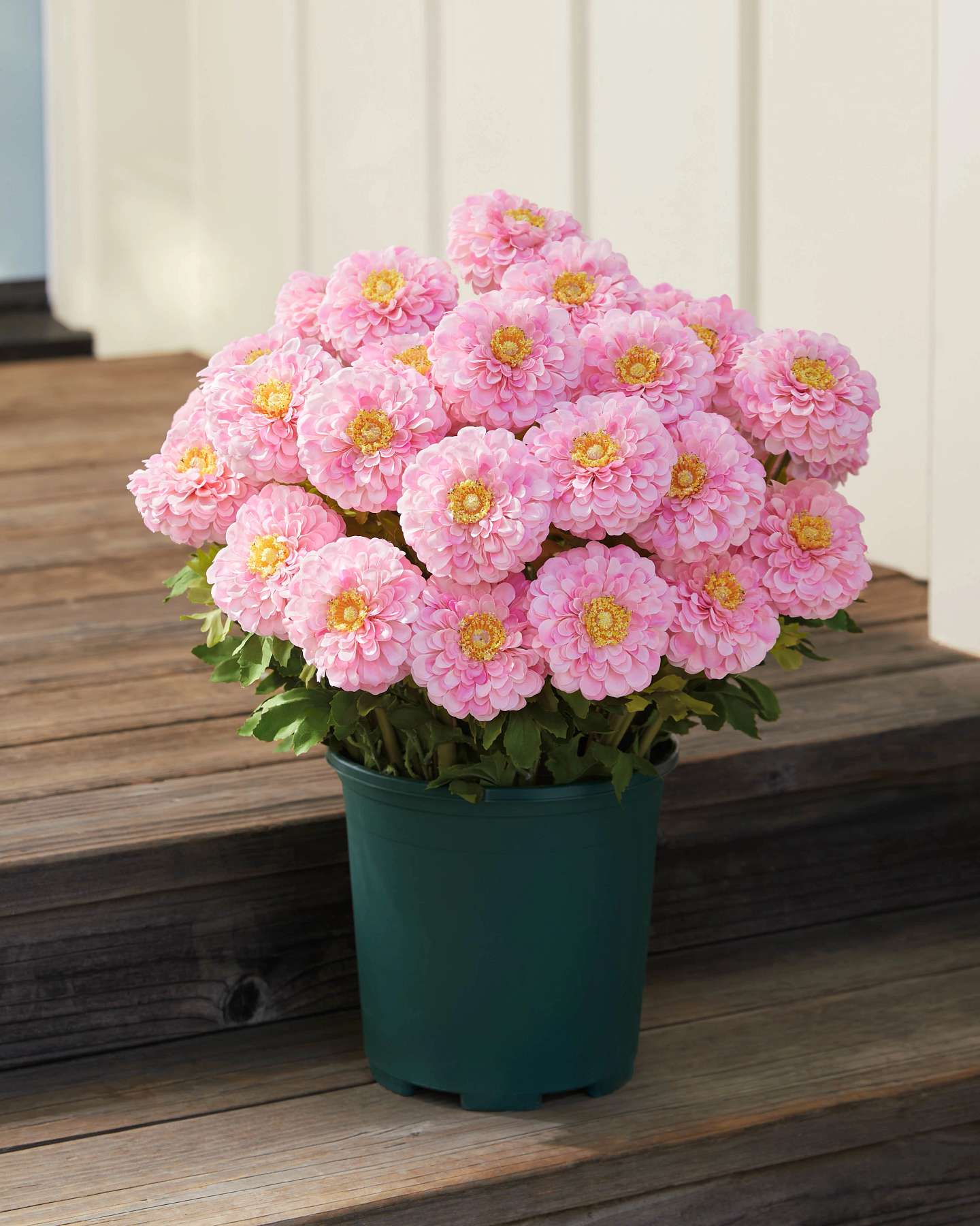 Balsam Hill Pink Outdoor Sweet Zinnia Artificial Spring Artificial Spring Foliage Product Showcase