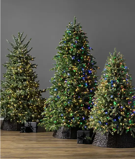 Shop Bestselling Trees