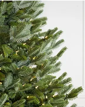 BH Fraser Fir Wide BH Fraser Fir Wide